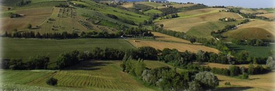 Le colline intorno all’azienda agricola a Montefiore di Recanati